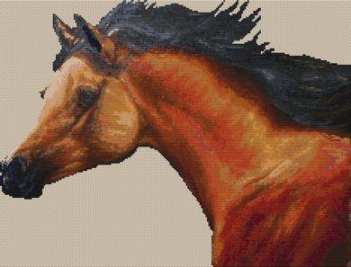 Bay Colt